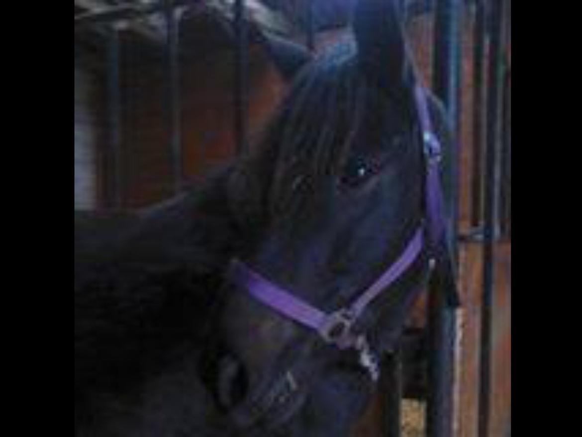 New Forest Clevia Af Lindbjerghus billede 8