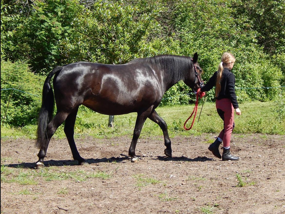 New Forest Clevia Af Lindbjerghus billede 9