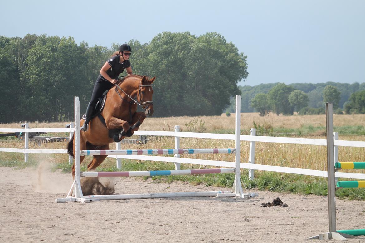 Dansk Varmblod Romio - 26/7-14. Fotograf: Vic billede 10