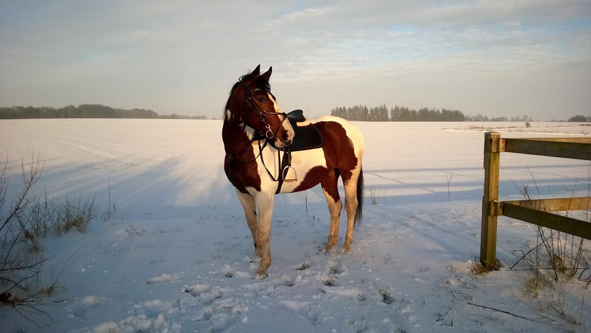 Pinto Sasja billede 2