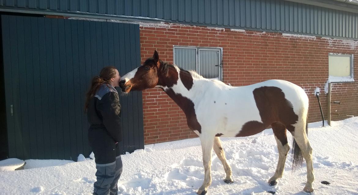 Pinto Sasja billede 4