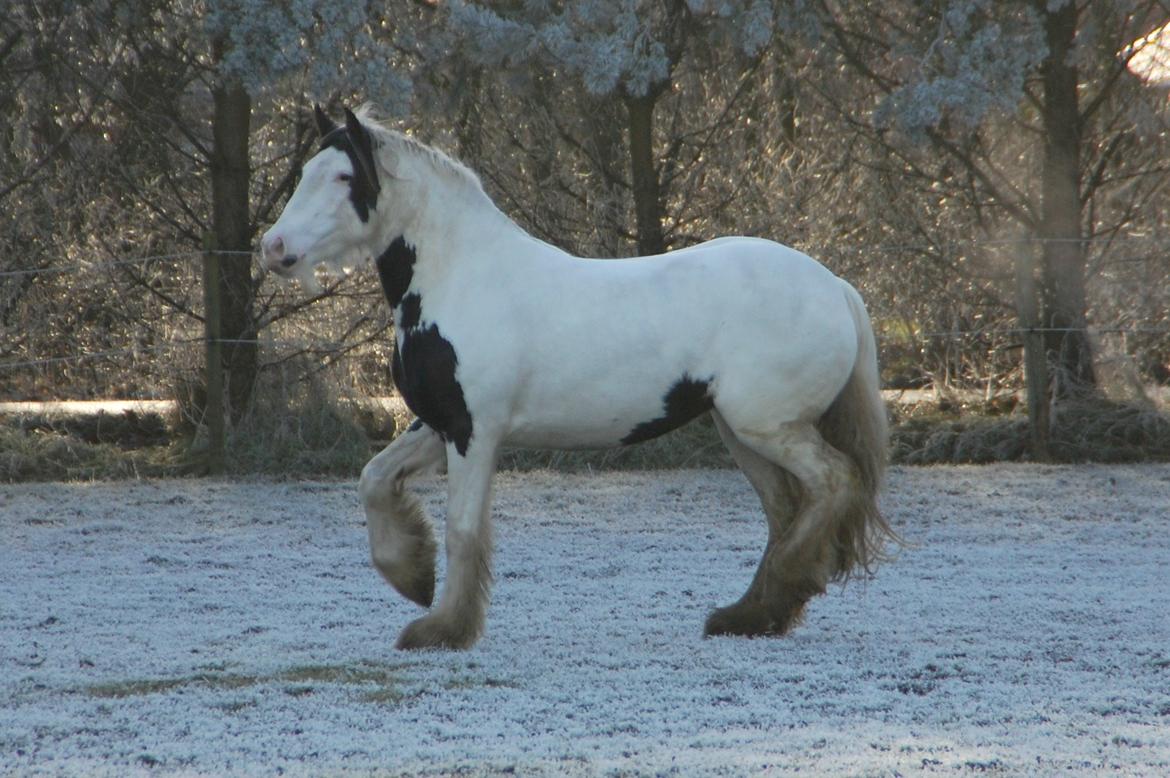 Tinker Hauge's Aileen [Ko] - Smukke ko i frosten! - 4 år billede 8