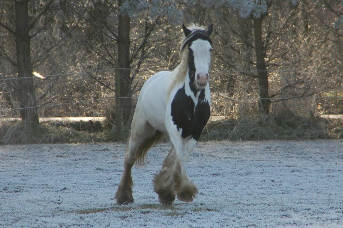 Tinker Hauge's Aileen [Ko] - 4 år billede 27