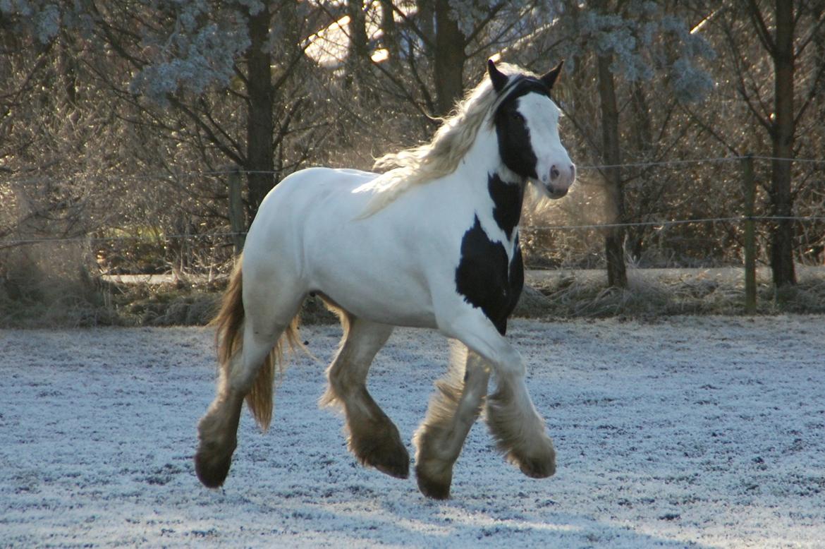 Tinker Hauge's Aileen [Ko] - Lækker hest jeg har.. - 4 år billede 13