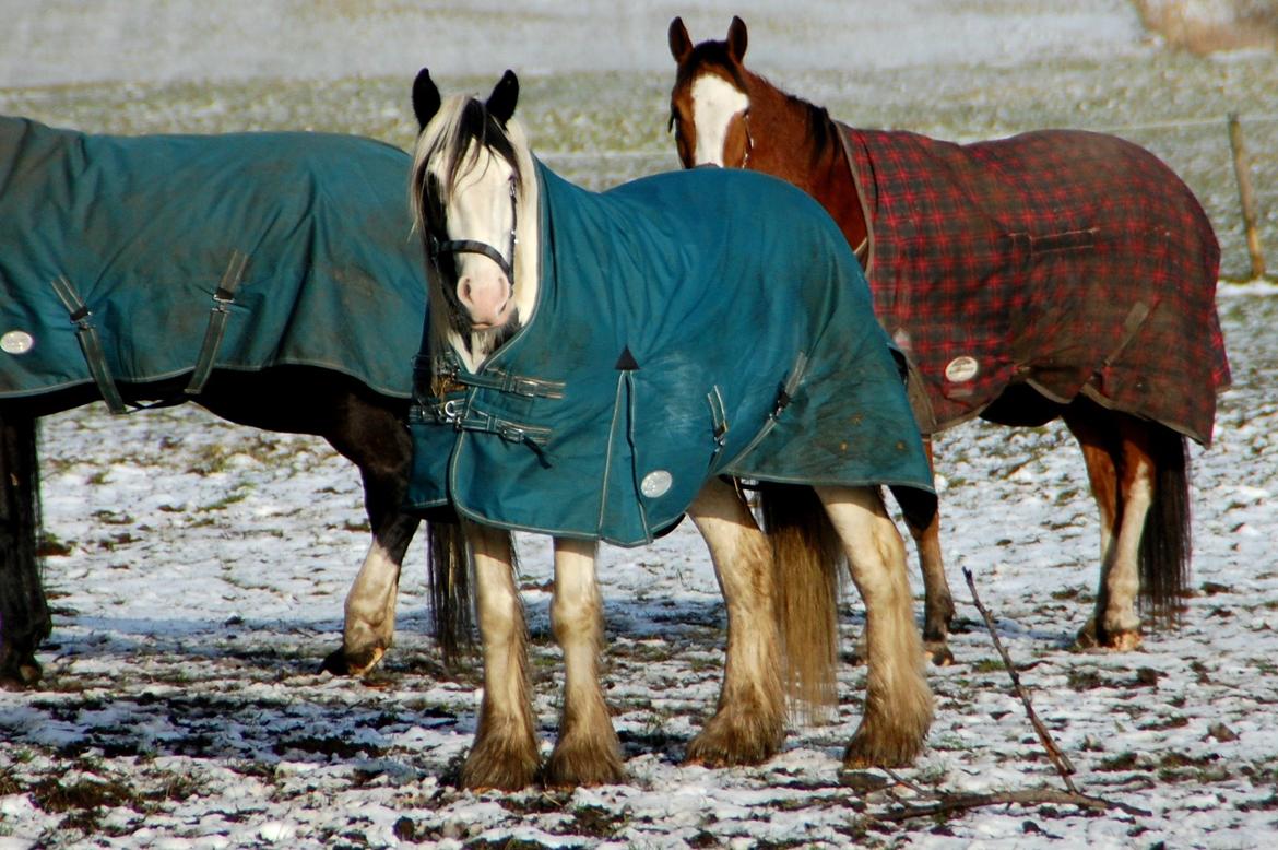 Tinker Hauge's Aileen [Ko] - Mulleko. - 4 år billede 37