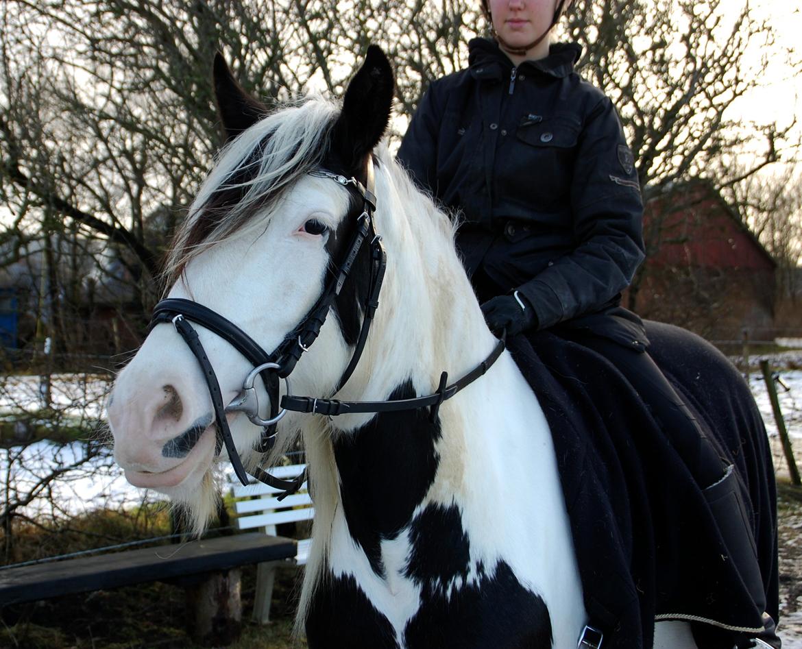 Tinker Hauge's Aileen [Ko] - Baby.. - 4 år billede 10