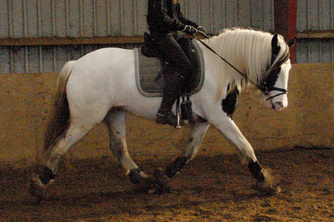 Tinker Hauge's Aileen [Ko] - Rytter: Maria Høst Jensen | Foto: Helene Simonsen - 4år billede 19