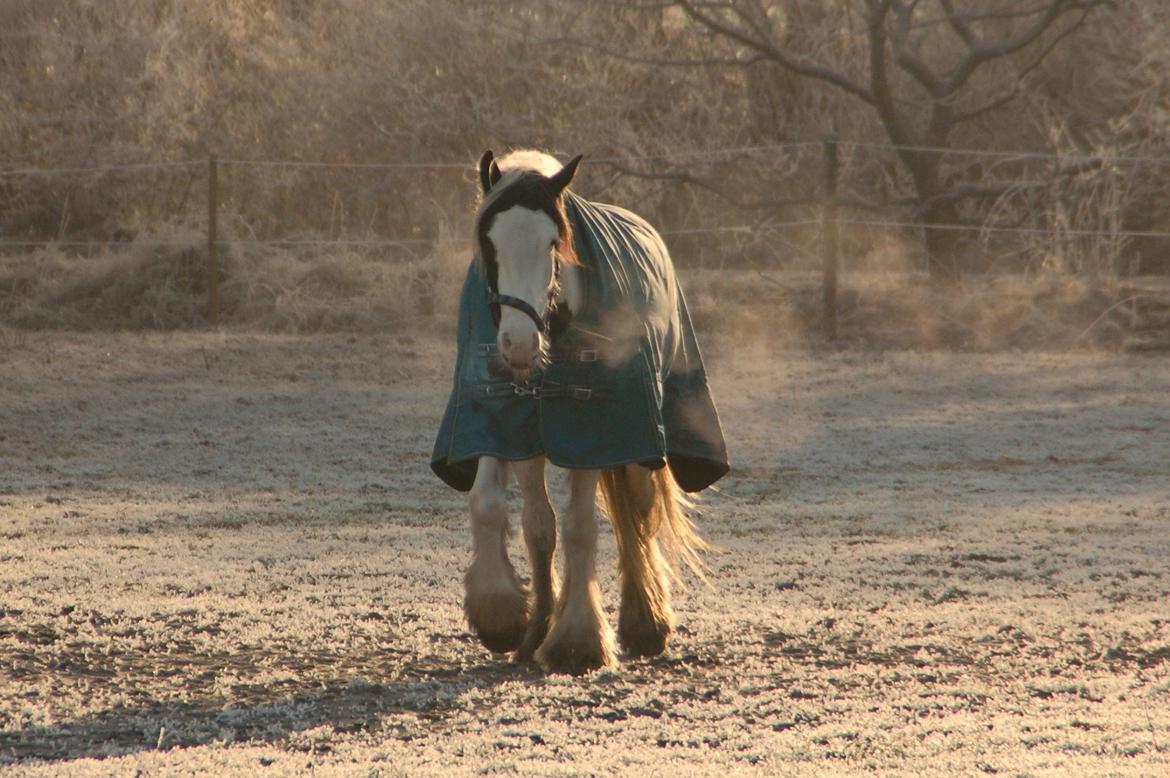 Tinker Hauge's Aileen [Ko] - 4 år billede 17