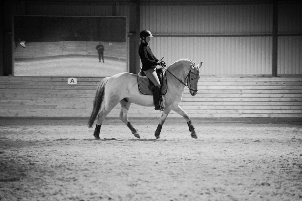 Fjordhest Broholms Marquis billede 16