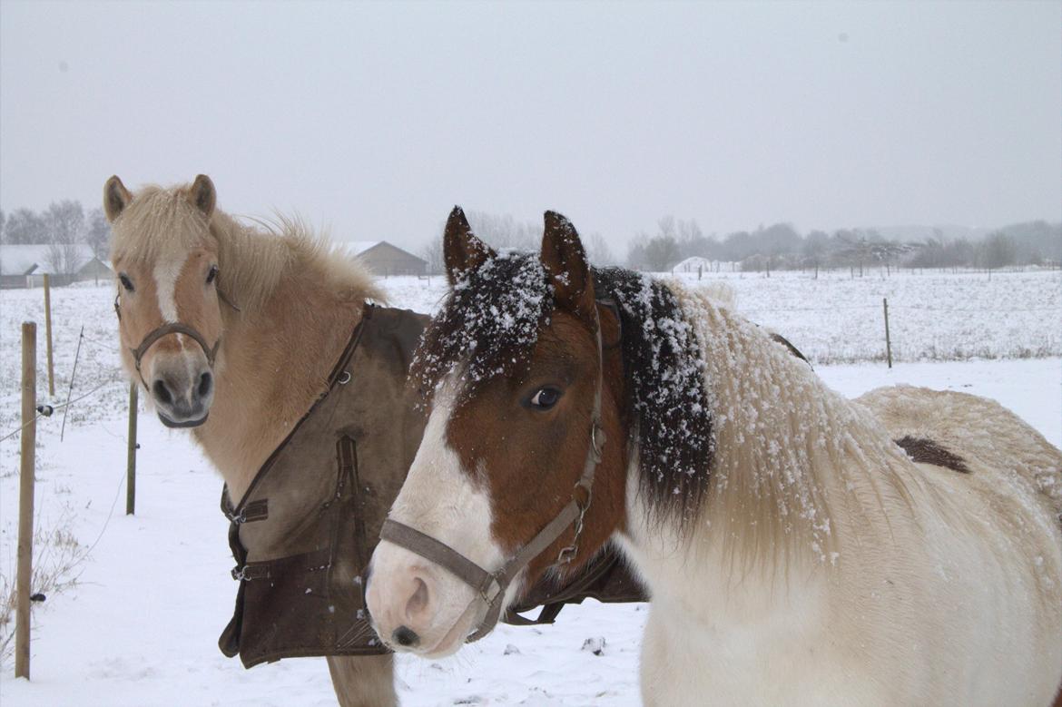 Anden særlig race Strit - sne<3 billede 7