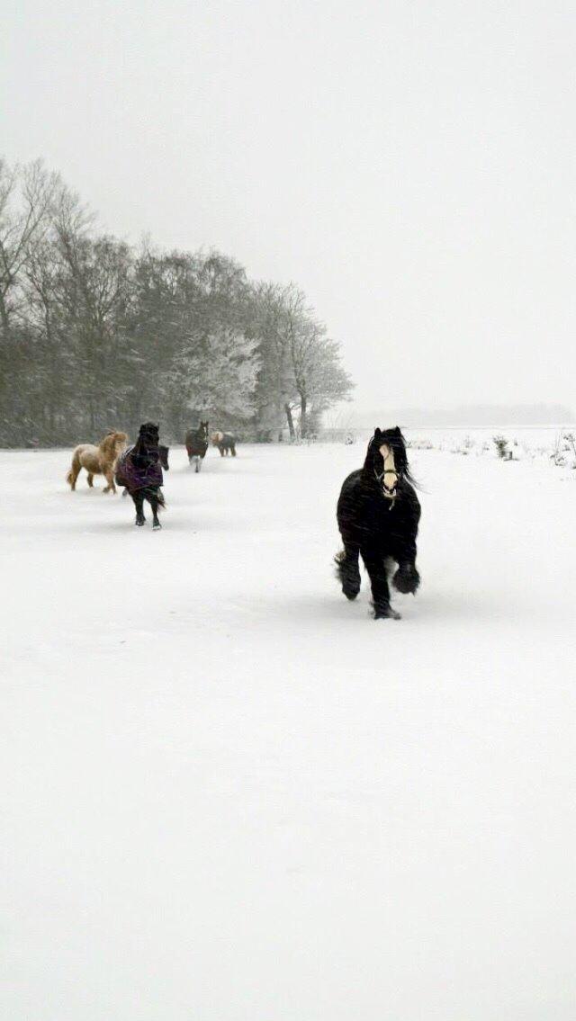 Irish Cob Zafir billede 22