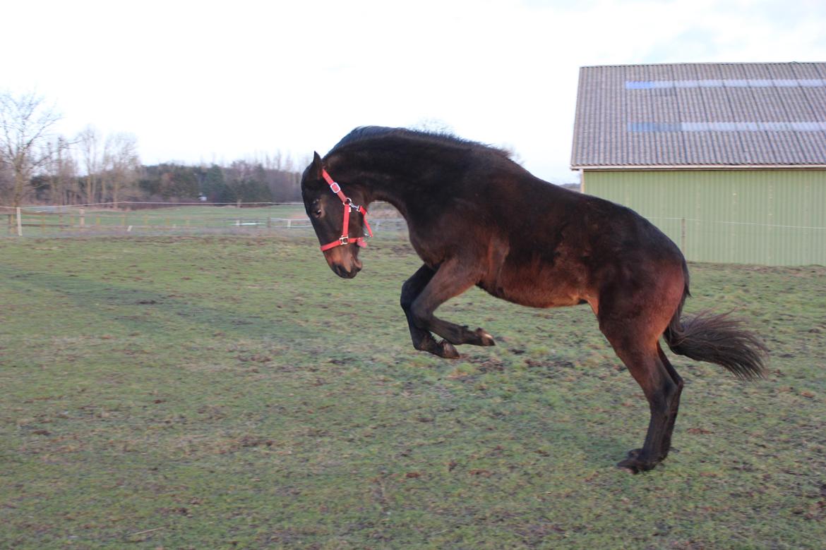 Dansk Varmblod Dyvellyst Ca'ida billede 23