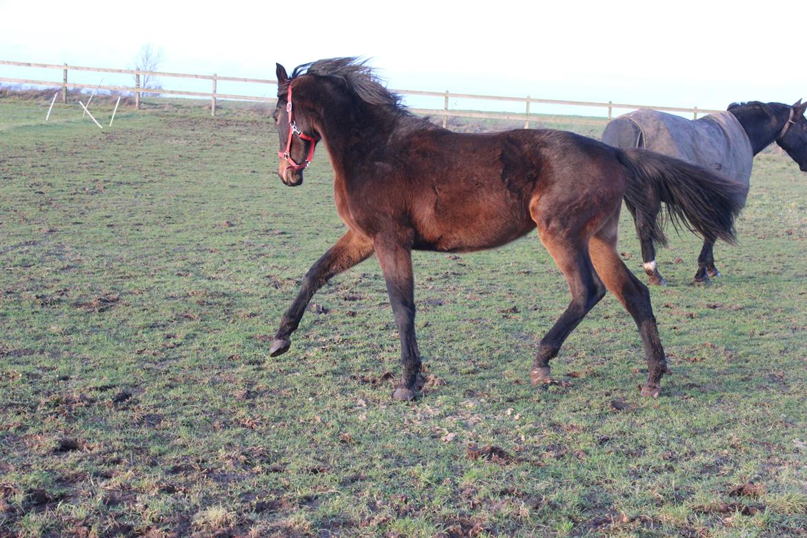 Dansk Varmblod Dyvellyst Ca'ida billede 26