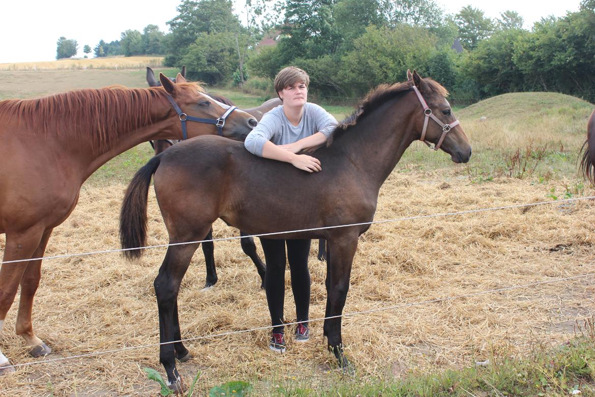 Dansk Varmblod Dyvellyst Ca'ida - 5 mdr. :D billede 24