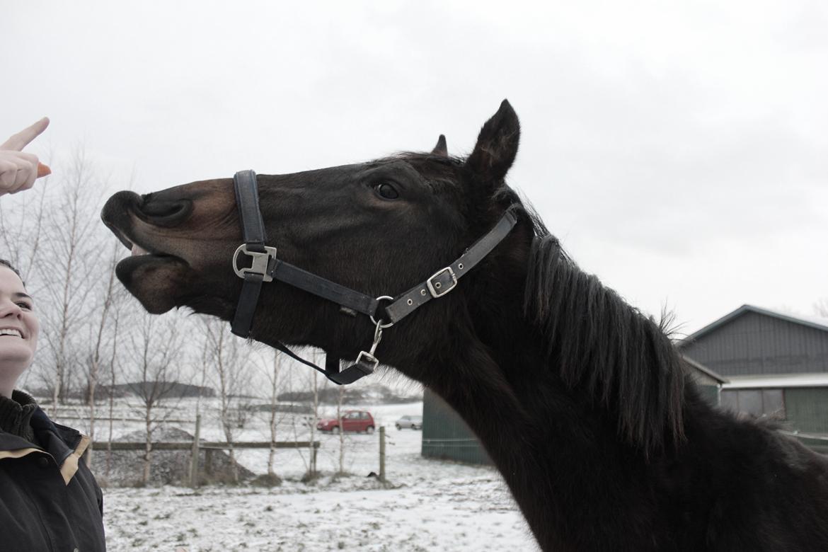 Dansk Varmblod Dyvellyst Ca'ida - Smil ;D nu på kommando..  billede 27