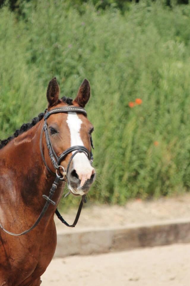 DSP Bolera billede 2