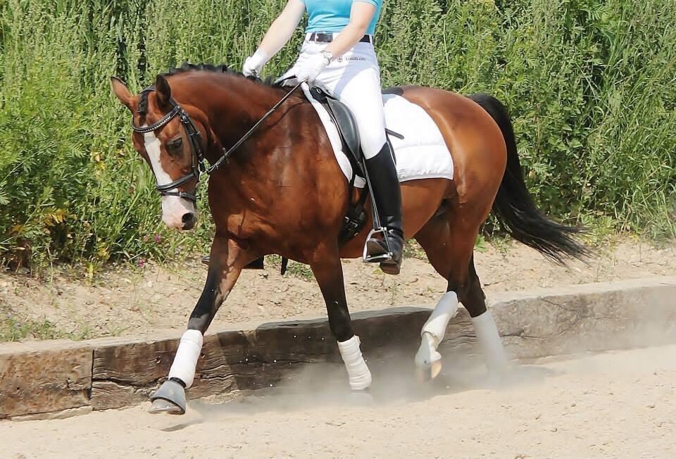 DSP Bolera billede 3