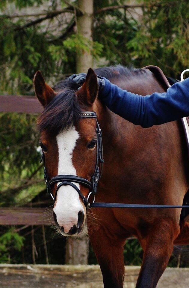 DSP Bolera billede 15