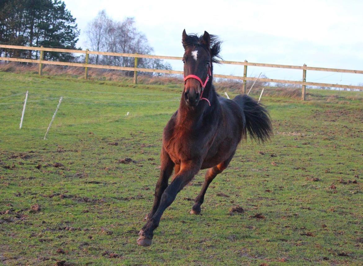 Dansk Varmblod Dyvellyst Ca'ida - Hesti <3  billede 1