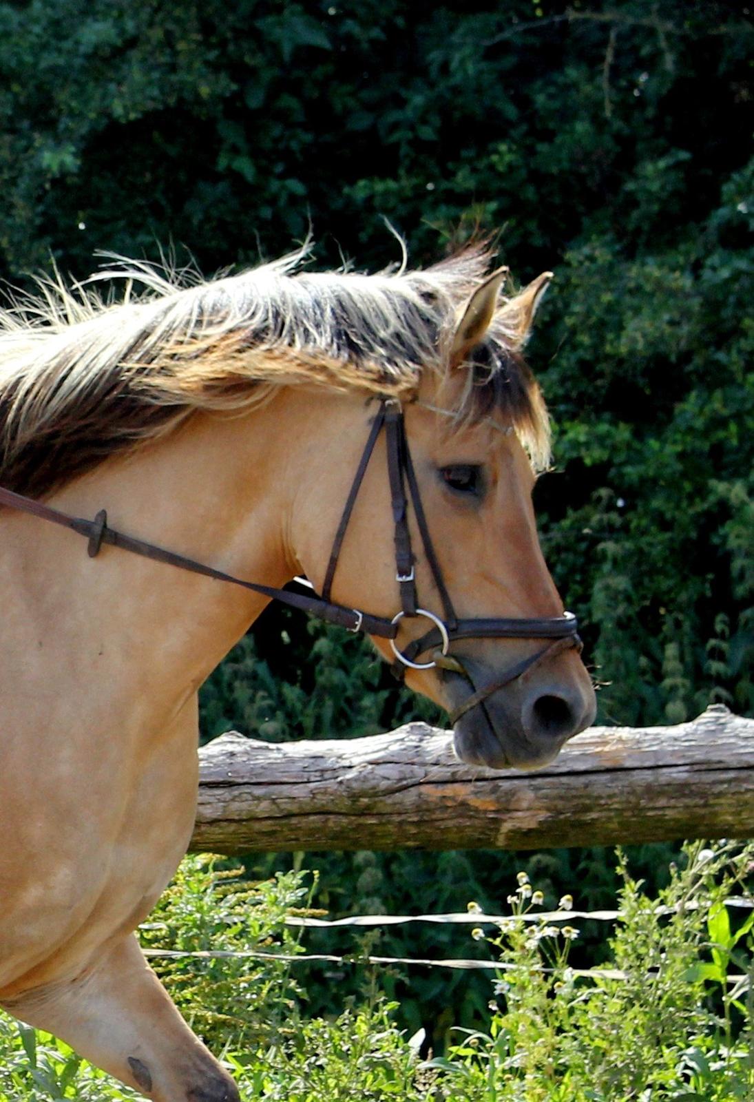Anden særlig race Gimle billede 5