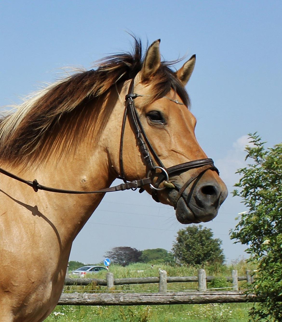 Anden særlig race Gimle billede 6