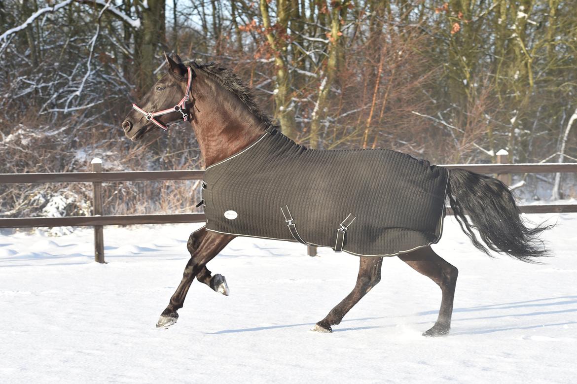 Lusitano Macho De José [Himmelhest] billede 22