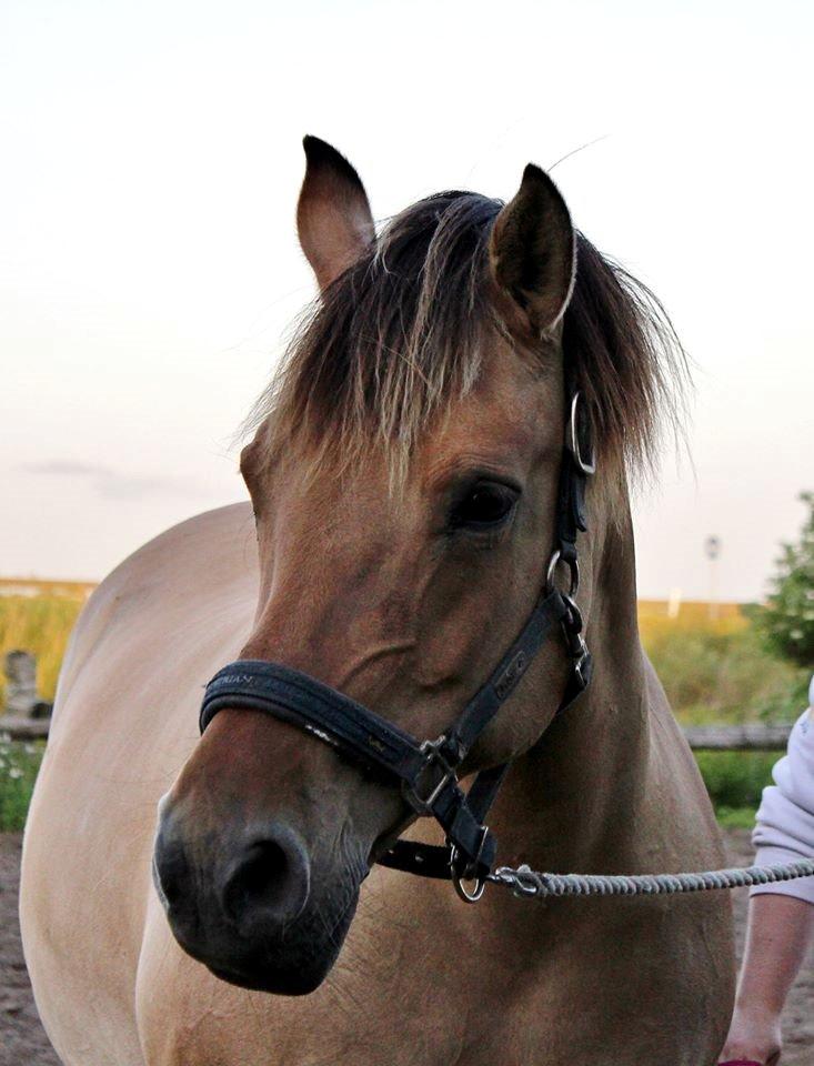 Anden særlig race Gimle billede 7