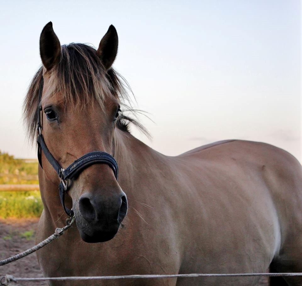 Anden særlig race Gimle billede 2