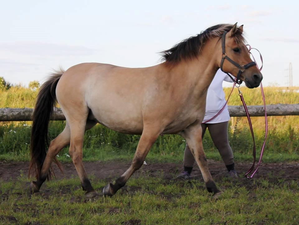 Anden særlig race Gimle billede 1