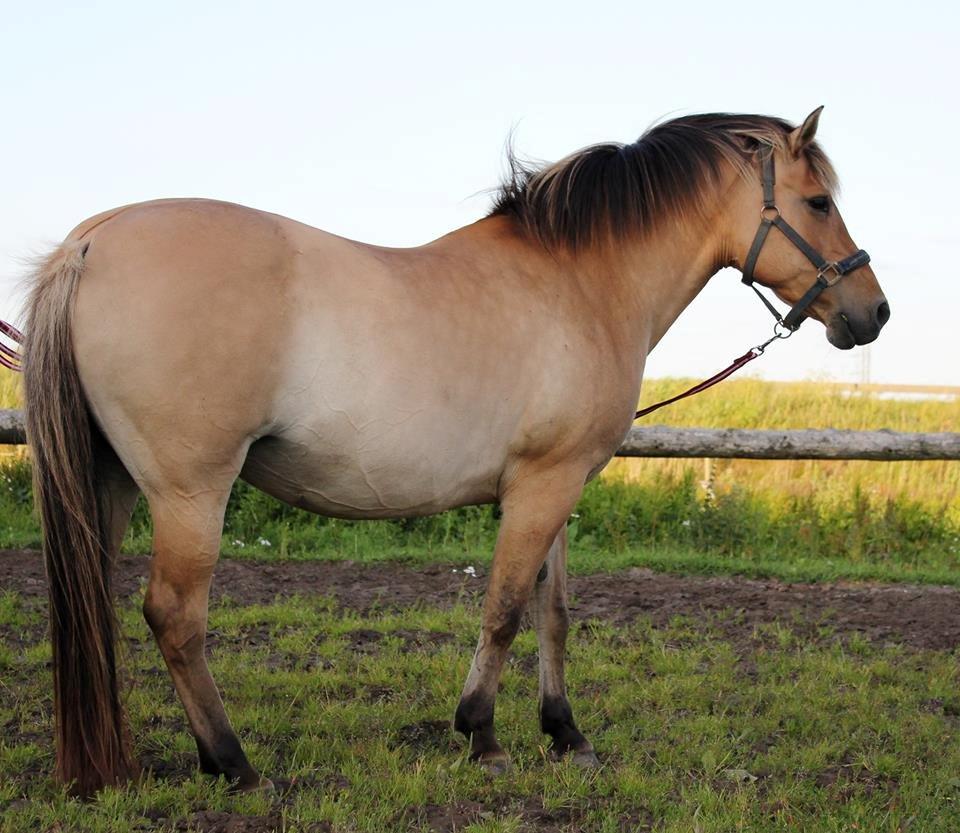 Anden særlig race Gimle billede 4