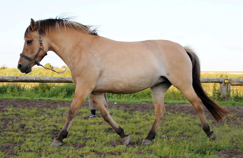 Anden særlig race Gimle billede 8