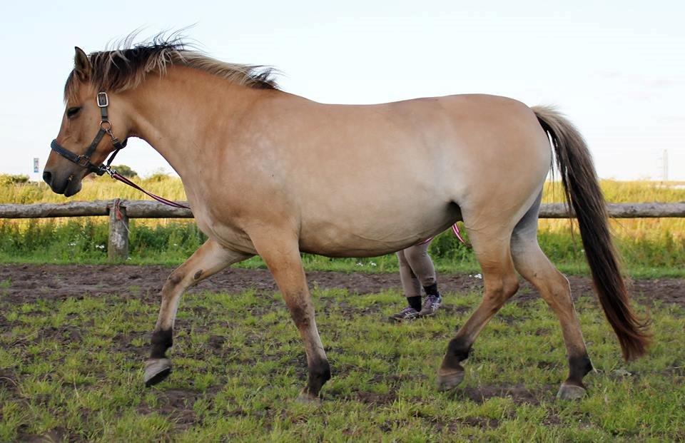 Anden særlig race Gimle billede 9