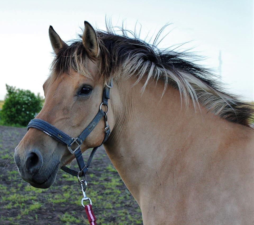 Anden særlig race Gimle billede 10