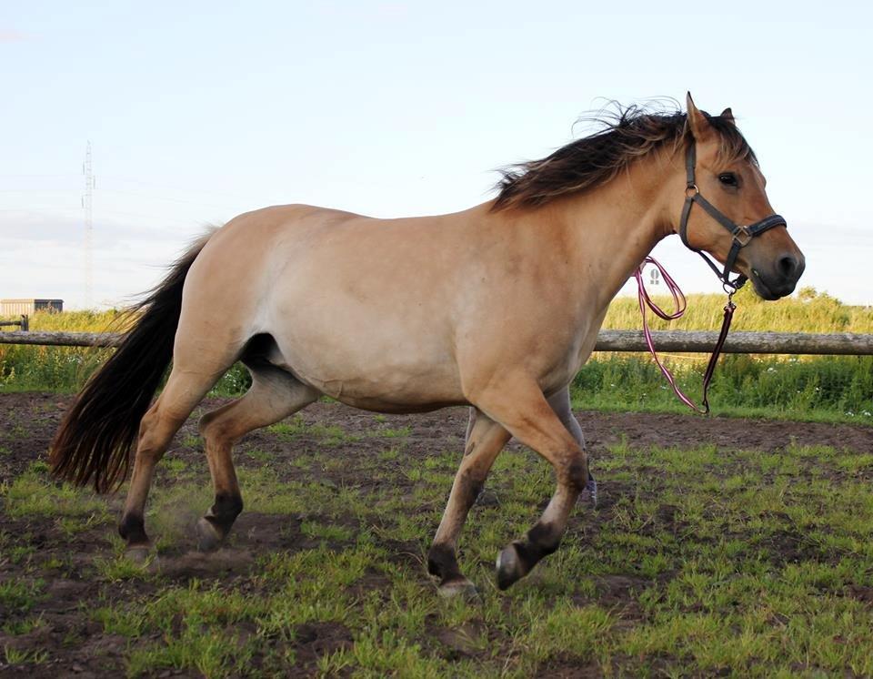 Anden særlig race Gimle billede 3