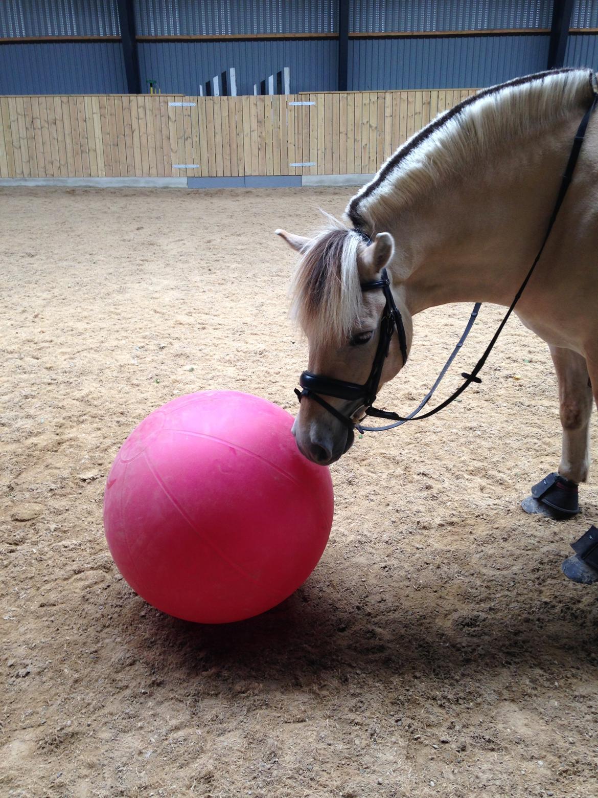 Fjordhest Hjalde Fjord billede 6