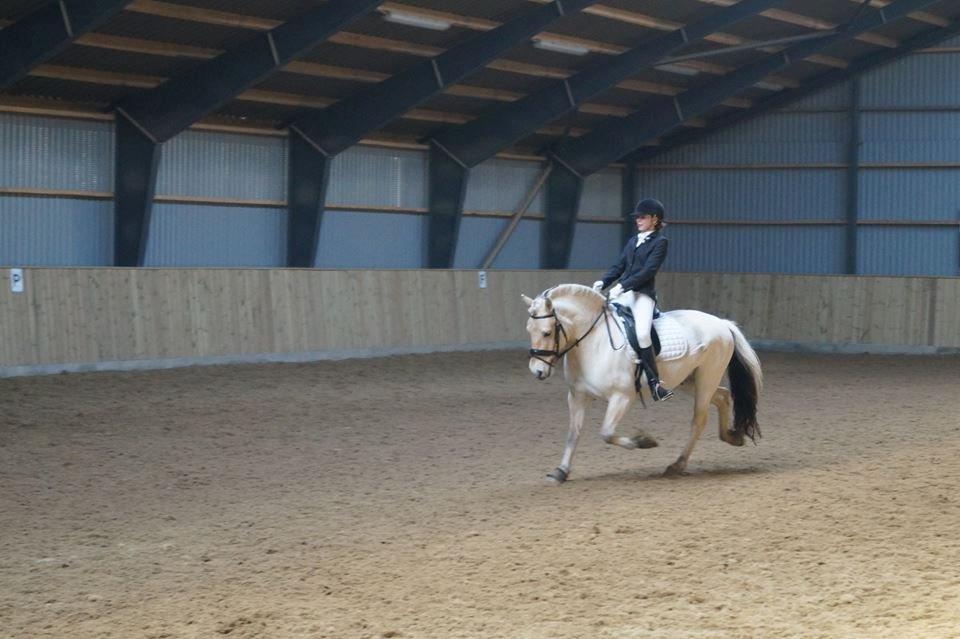 Fjordhest Hjalde Fjord billede 3