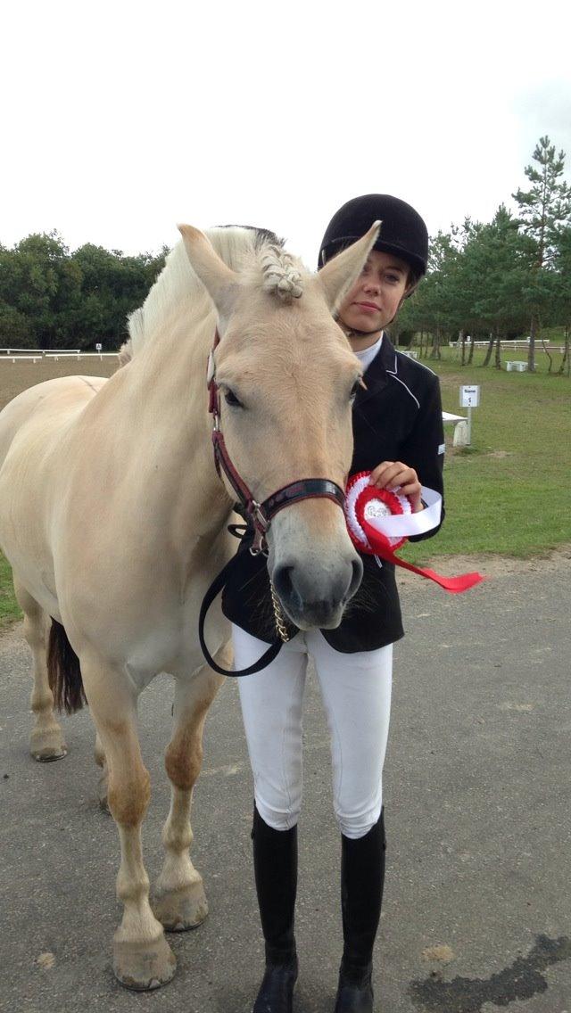 Fjordhest Hjalde Fjord billede 8