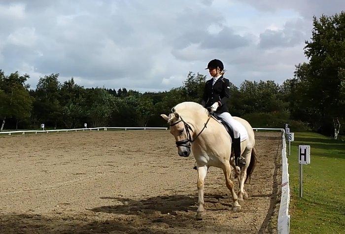 Fjordhest Hjalde Fjord billede 12