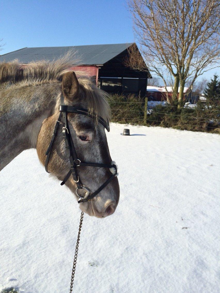 Appaloosa Caiso [tidligere låne hest] billede 29