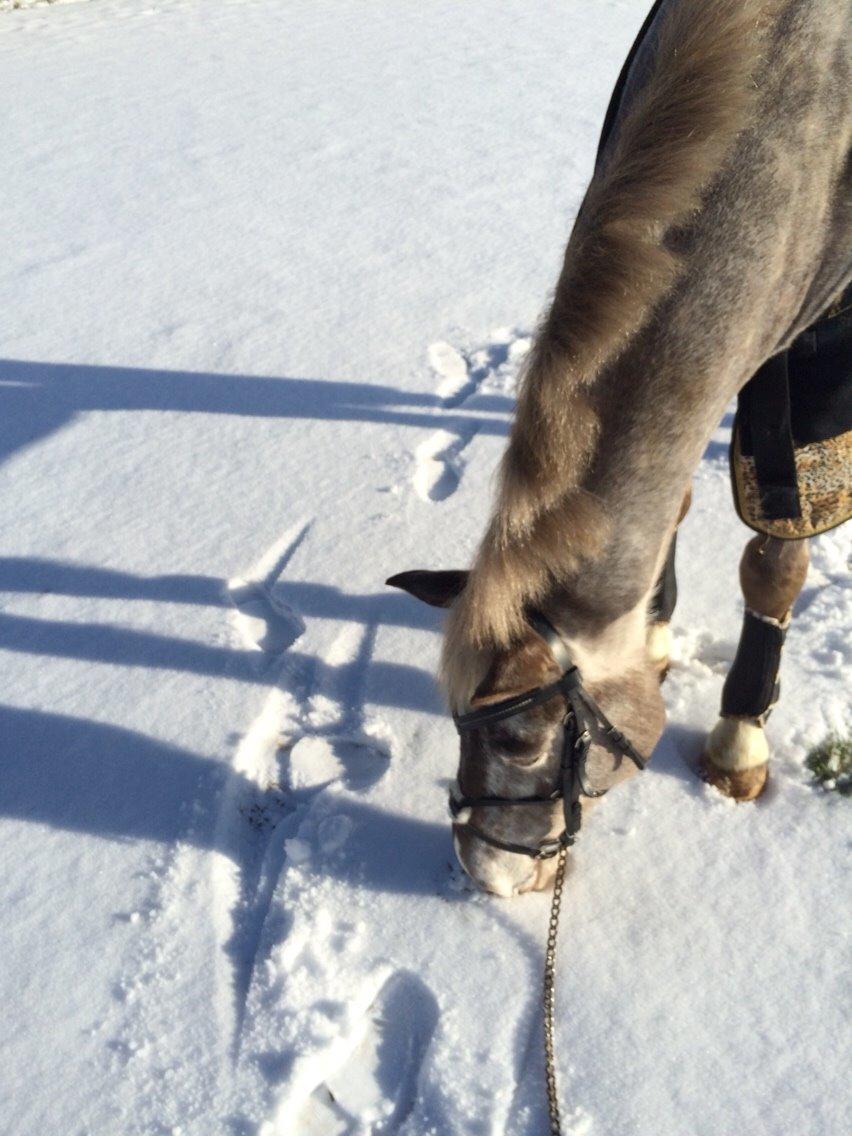 Appaloosa Caiso [tidligere låne hest] billede 30