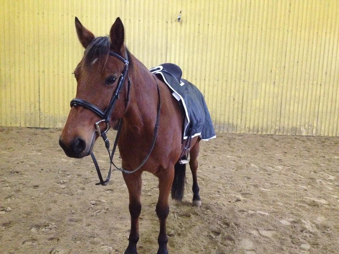 Traver Rosado (Rosa) billede 3