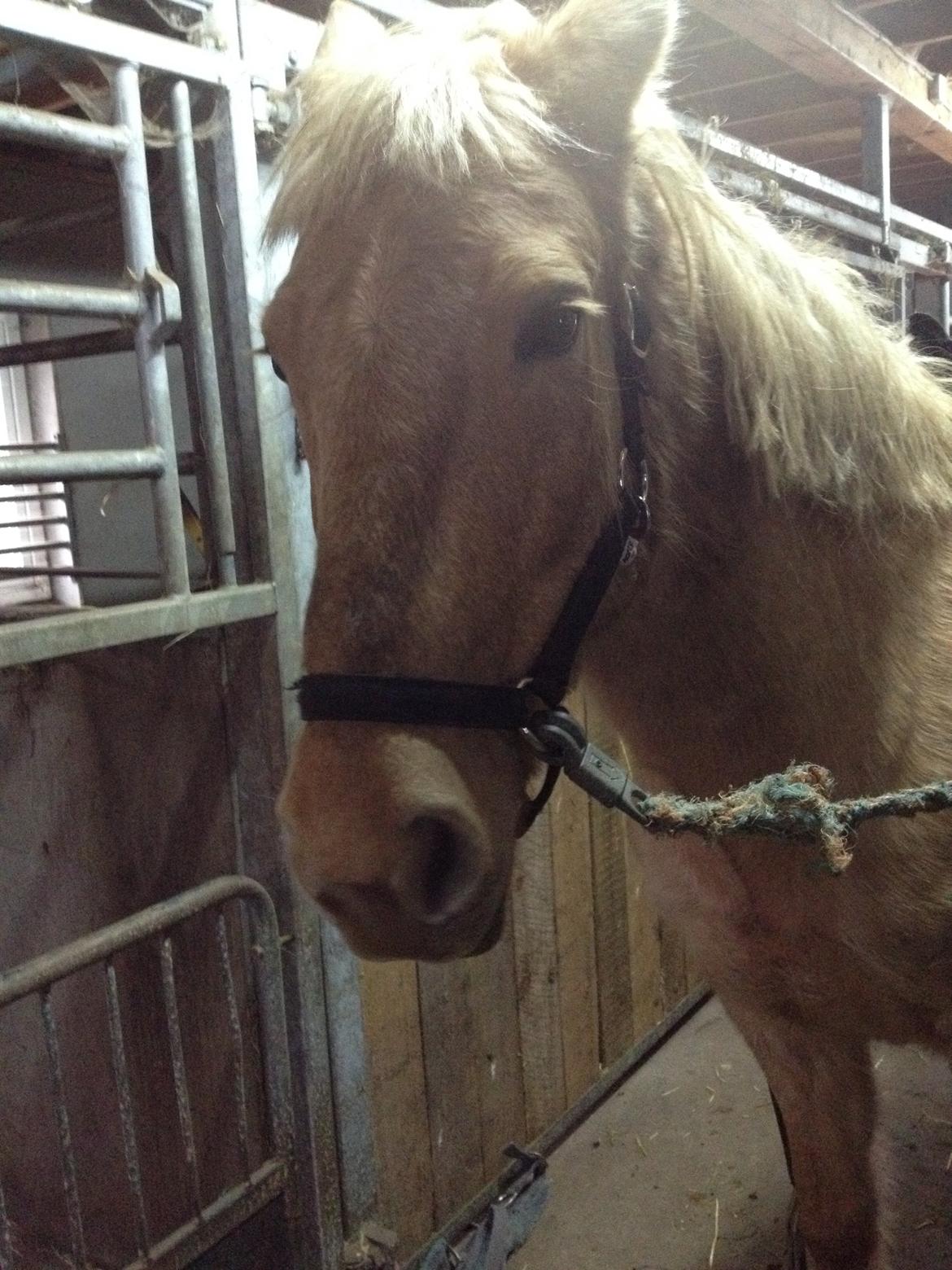 Anden særlig race Dina billede 1