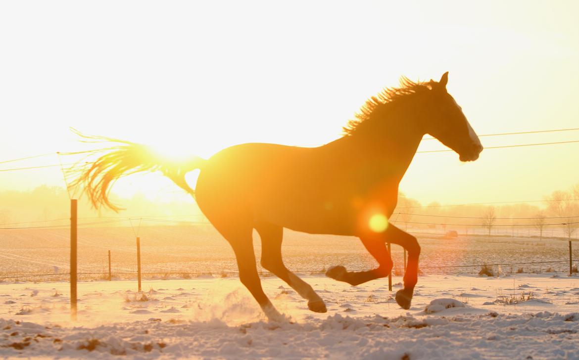 Hollandsk Varmblod Zirmatine - 24.01.2015 My Winter Wonderland! Snebilleder i modsol, fine fine Zirma :)  Foto: Jessica Freiesleben billede 19