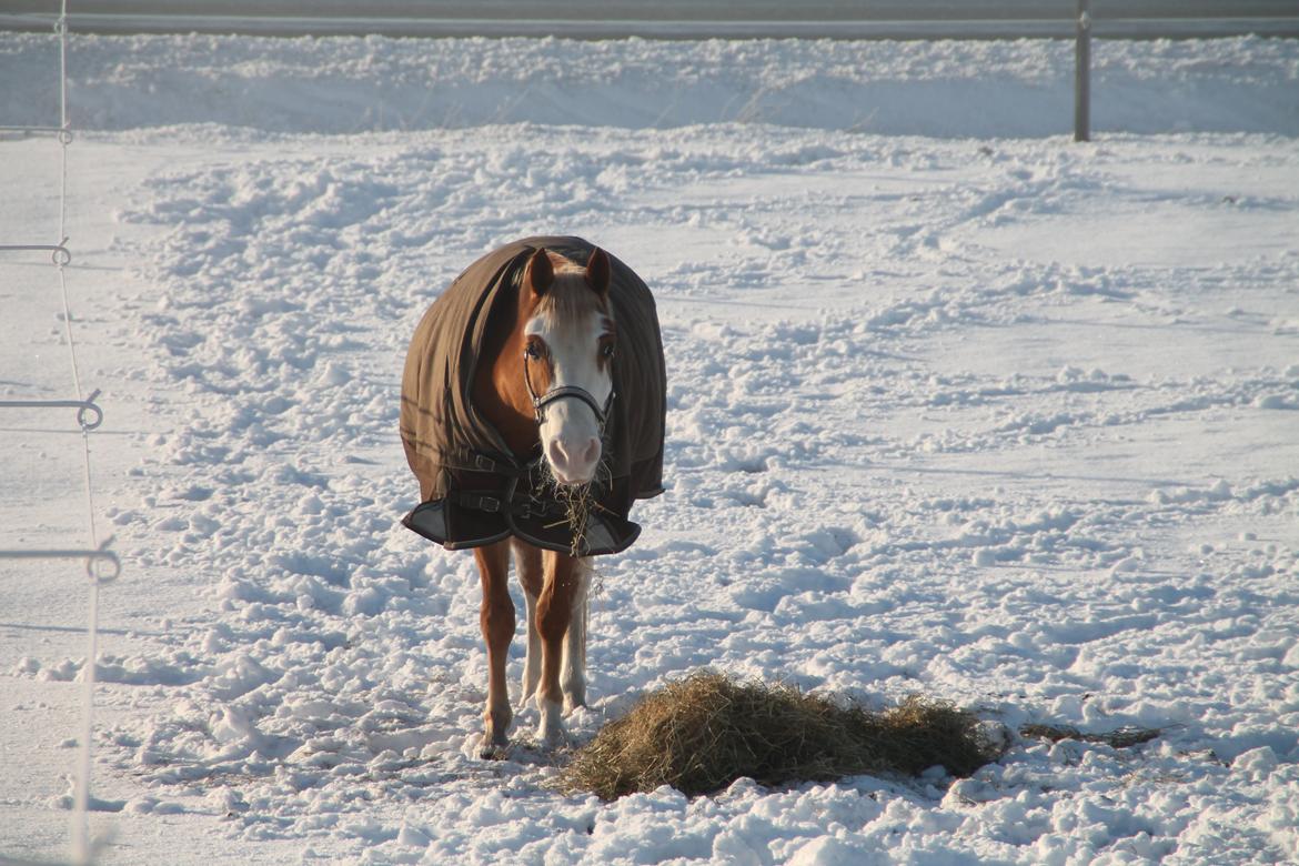 Welsh Partbred (Sec F) Stendyssen`s Sunbreaker billede 25