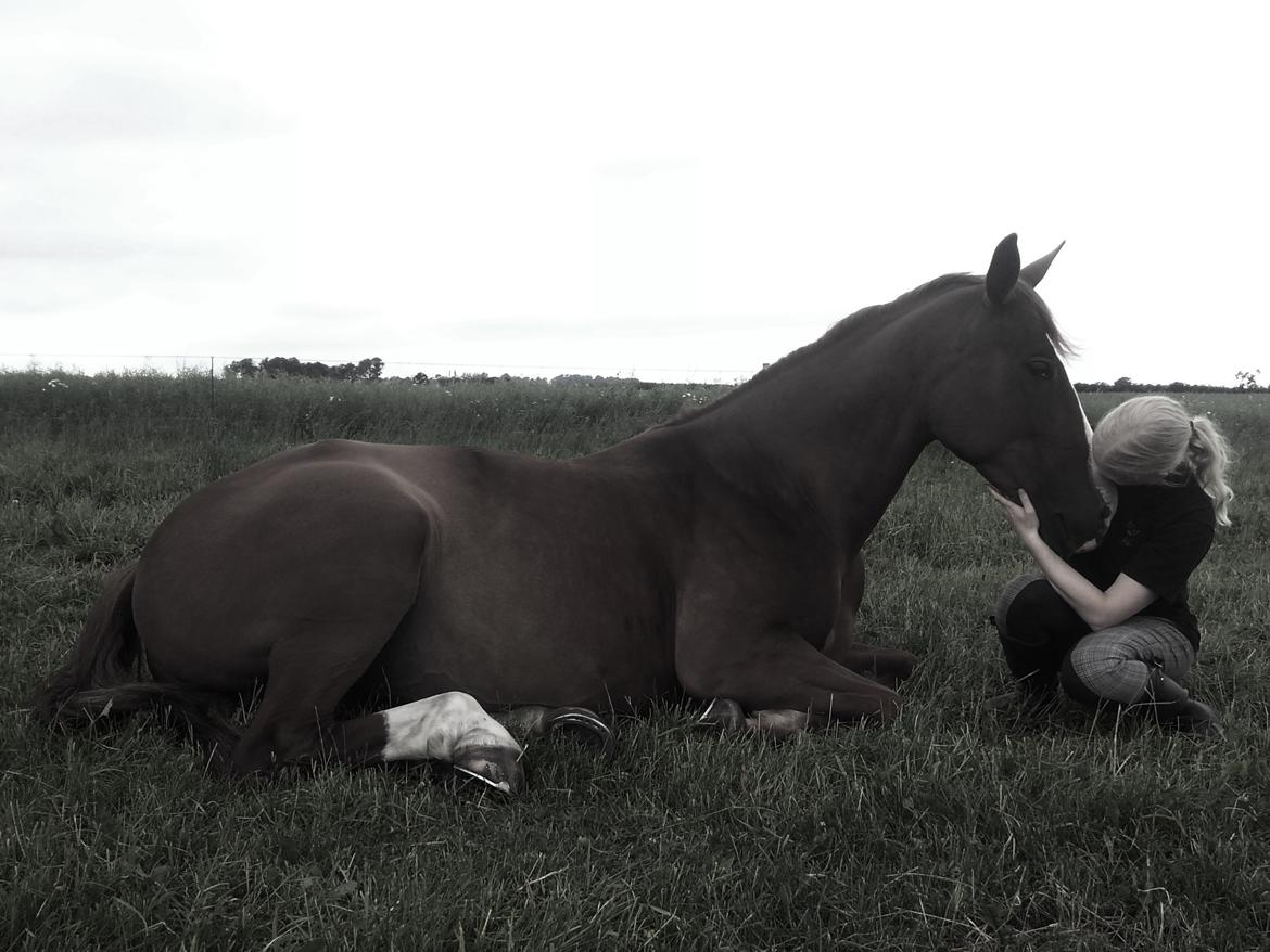 Hollandsk Varmblod Zirmatine - 22.6.2013 Afslapning og hygge på fold en sommerdag. Foto Karina Muusmann billede 8
