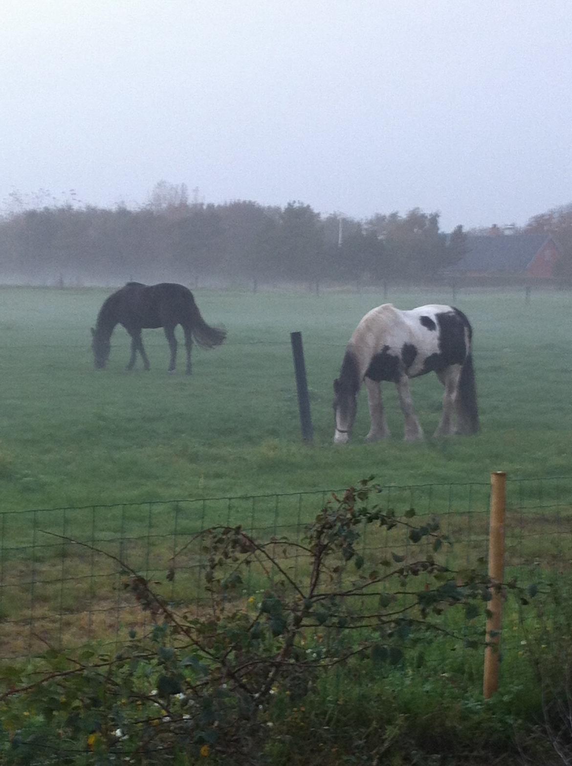 Irish Cob Sultan. **Himmelhest 2020** billede 14