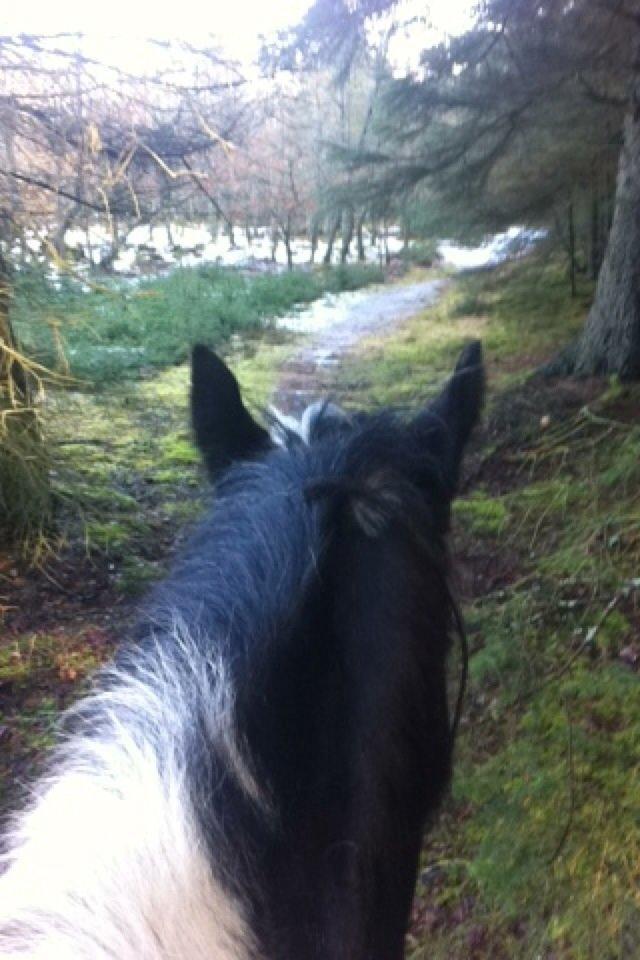 Irish Cob Sultan. **Himmelhest 2020** billede 18