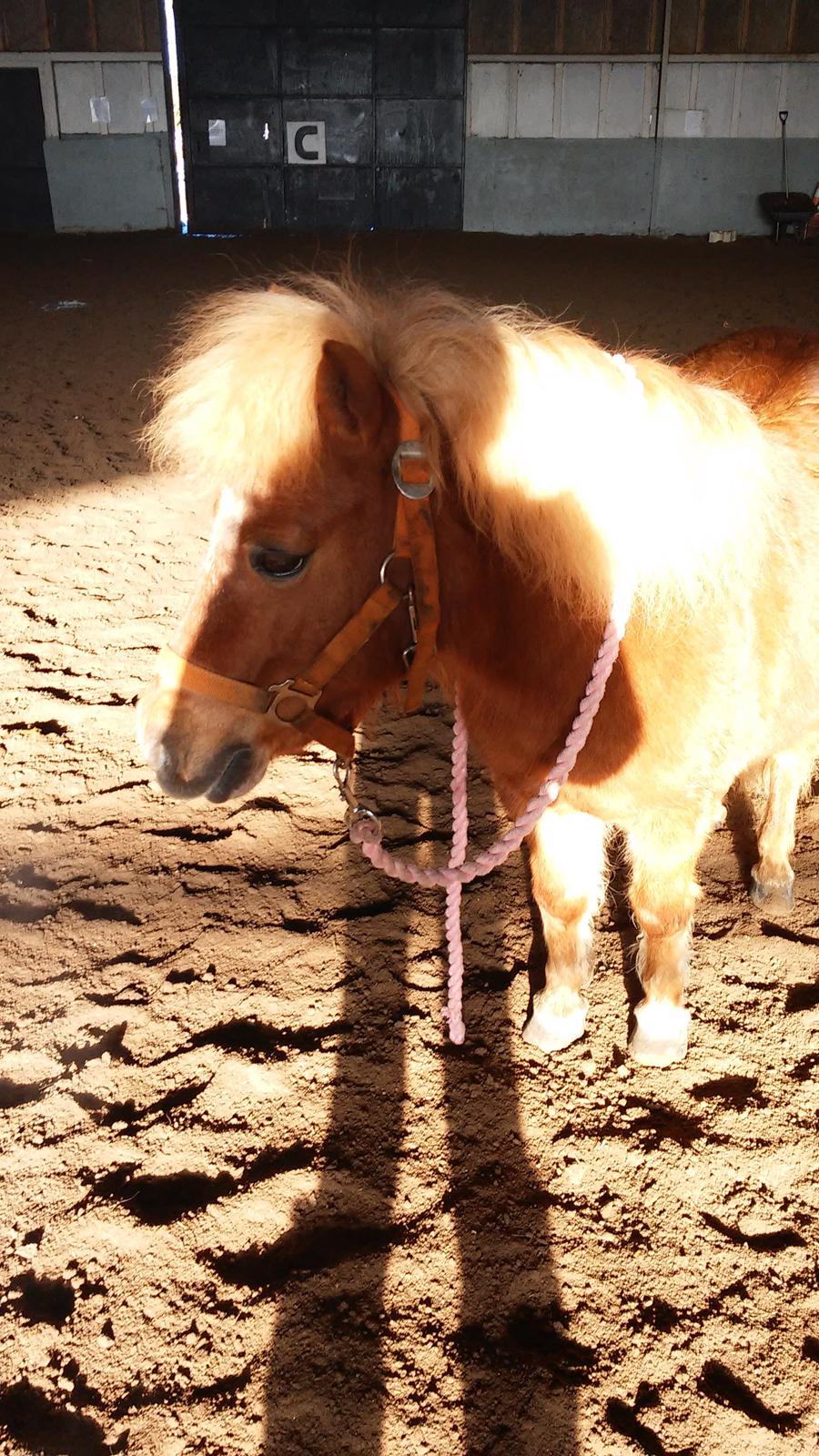 Shetlænder Tira billede 7