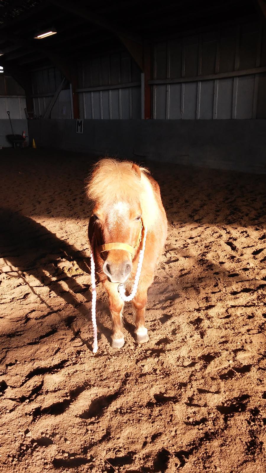 Shetlænder Tira billede 8