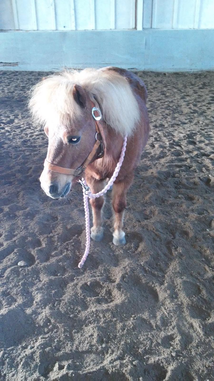 Shetlænder Tira billede 15